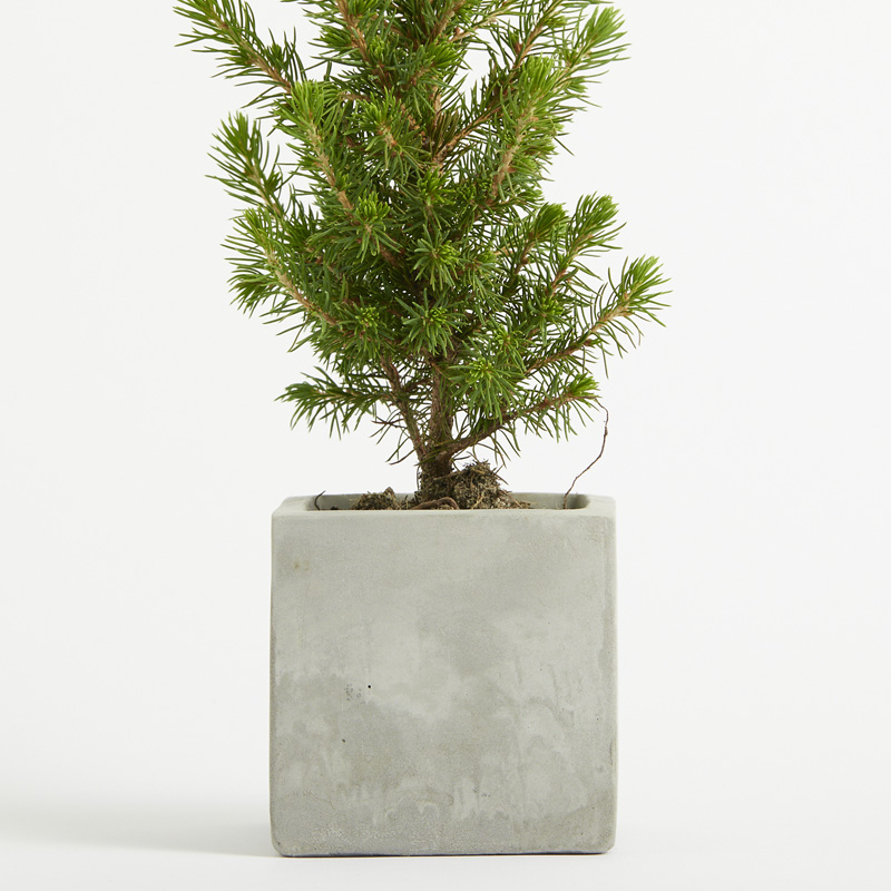 Potted Christmas Tree - Concrete Pot